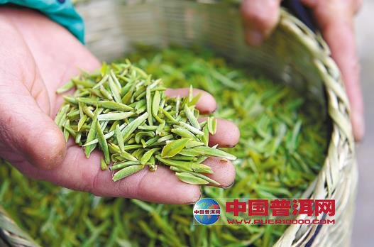 普洱茶