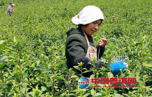普洱茶