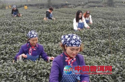普洱茶