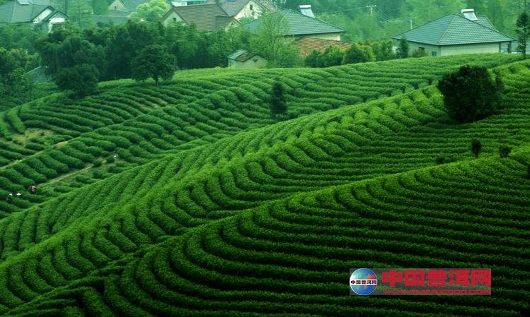 普洱茶