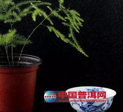 普洱茶