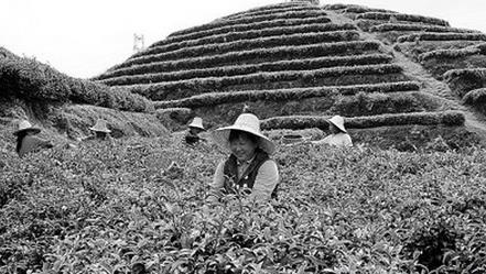 普洱茶