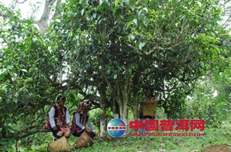 <u><a href='http://www.puer10000.com/puerzhishi/32854.html' target='_blank'>ն<u><a href='http://www.puer10000.com/puerzhishi/100997.html' target='_blank'></a></u></a></u>