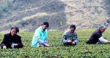 普洱茶