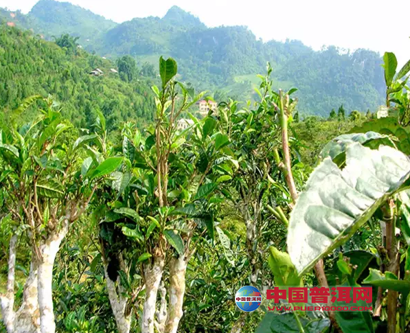 <u><a href='http://www.puer10000.com/puerzhishi/32854.html' target='_blank'>普洱<u><a href='http://www.puer10000.com/puerzhishi/100997.html' target='_blank'>茶</a></u></a></u>