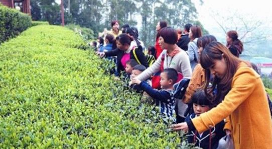 普洱茶