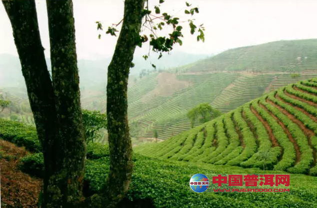 <u><a href='http://www.puer10000.com/puerzhishi/32854.html' target='_blank'>普洱<u><a href='http://www.puer10000.com/puerzhishi/100997.html' target='_blank'>茶</a></u></a></u>