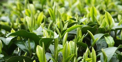普洱茶