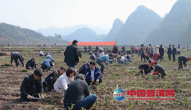 普洱茶