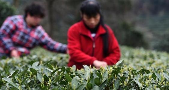 普洱茶