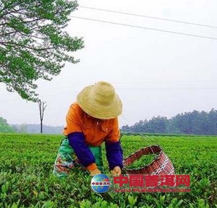 普洱茶