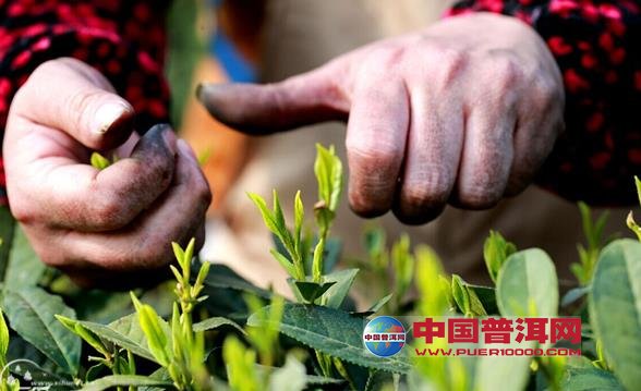 普洱茶