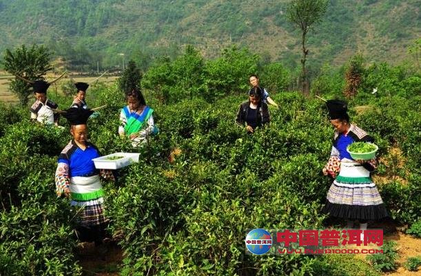 普洱茶
