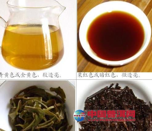 普洱茶