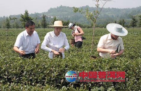 普洱茶