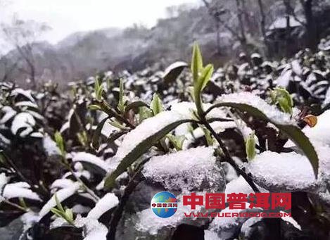 普洱茶