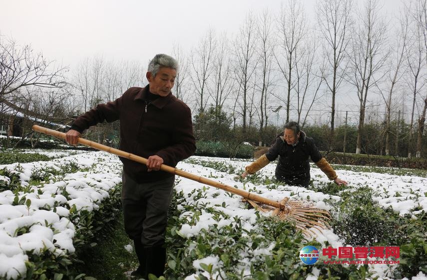 普洱茶