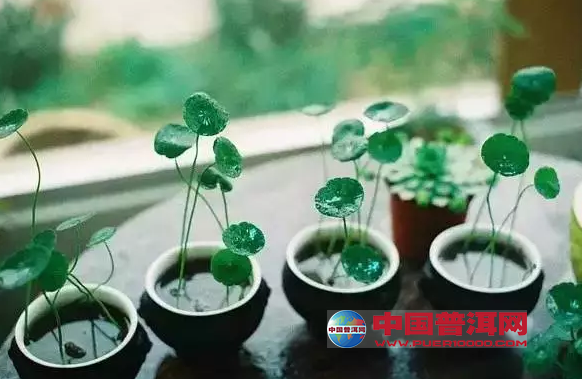 普洱茶