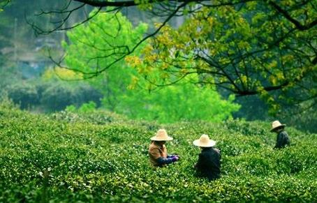 普洱茶