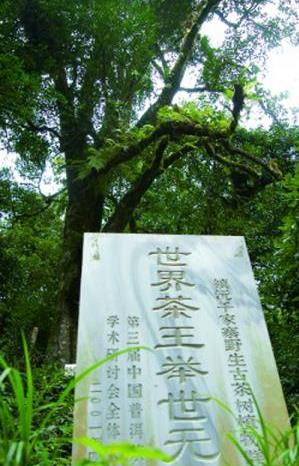普洱茶