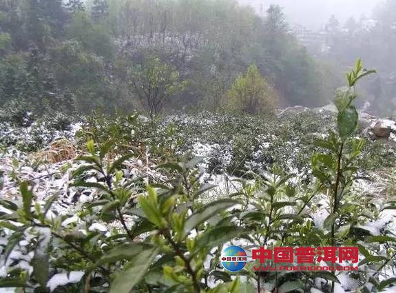 普洱茶