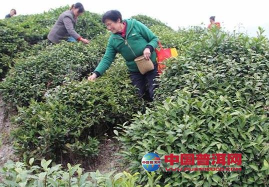 普洱茶