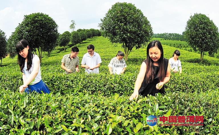 普洱茶