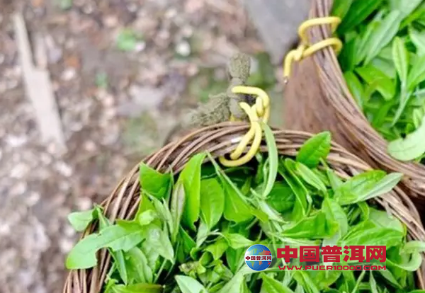 普洱茶