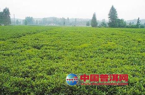 普洱茶