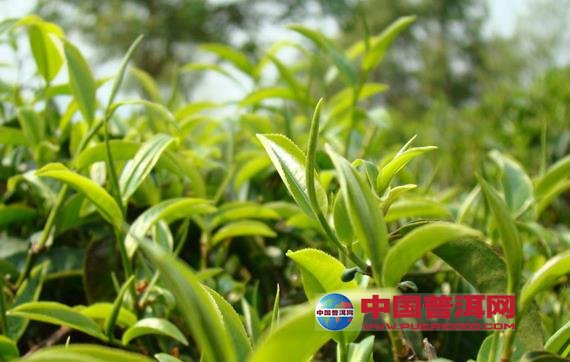 普洱茶