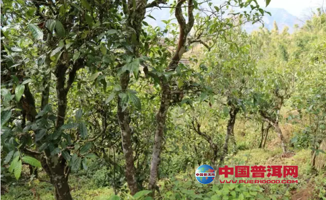 普洱茶