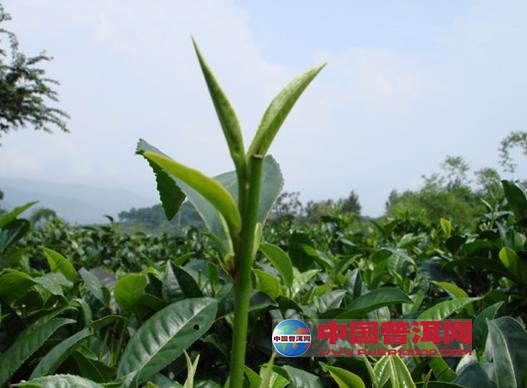 普洱茶