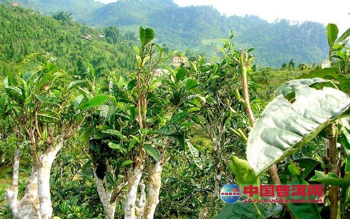 普洱茶