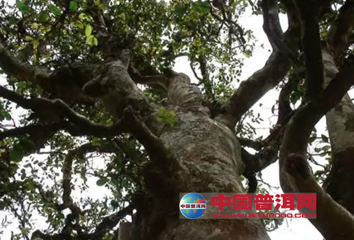 <u><a href='http://www.puer10000.com/puerzhishi/32854.html' target='_blank'>普洱<u><a href='http://www.puer10000.com/puerzhishi/100997.html' target='_blank'>茶</a></u></a></u>