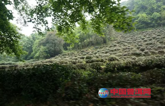 <u><a href='http://www.puer10000.com/puerzhishi/32854.html' target='_blank'>普洱<u><a href='http://www.puer10000.com/puerzhishi/100997.html' target='_blank'>茶</a></u></a></u>