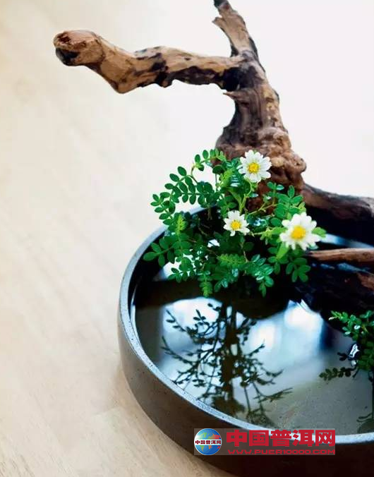 普洱茶