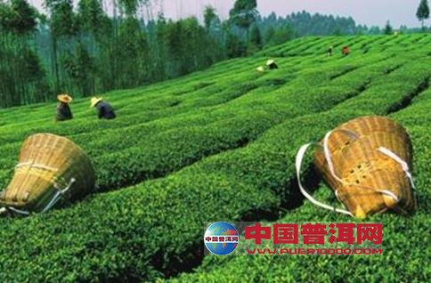<u><a href='http://www.puer10000.com/puerzhishi/32854.html' target='_blank'>普洱<u><a href='http://www.puer10000.com/puerzhishi/100997.html' target='_blank'>茶</a></u></a></u>