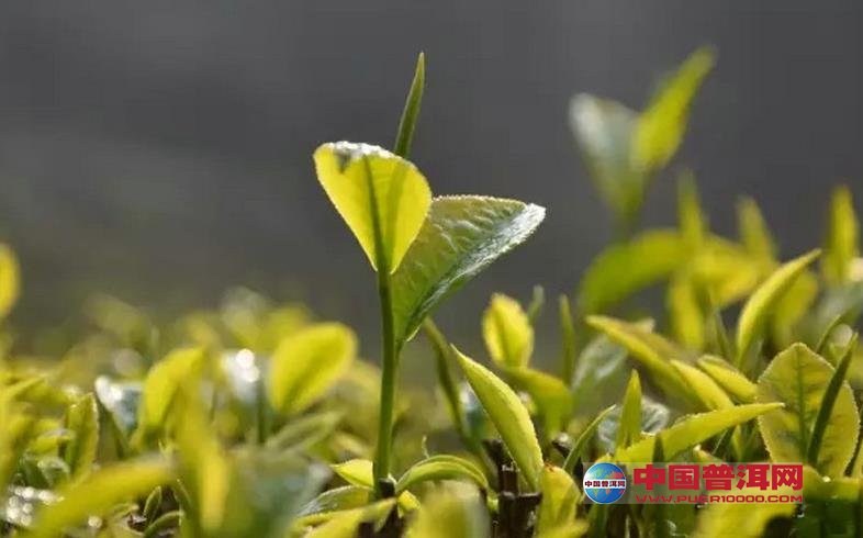 普洱茶