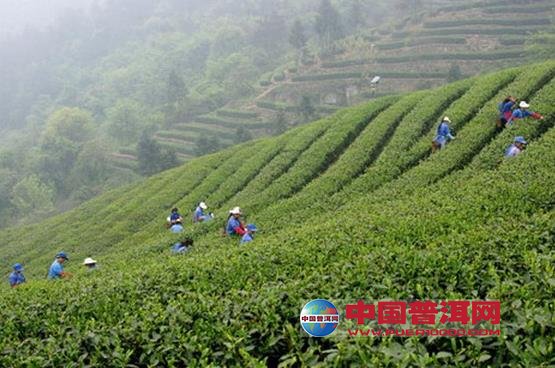 普洱茶