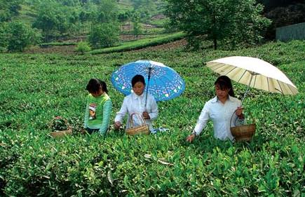 普洱茶