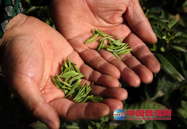 <u><a href='http://www.puer10000.com/puerzhishi/32854.html' target='_blank'>普洱<u><a href='http://www.puer10000.com/puerzhishi/100997.html' target='_blank'>茶</a></u></a></u>