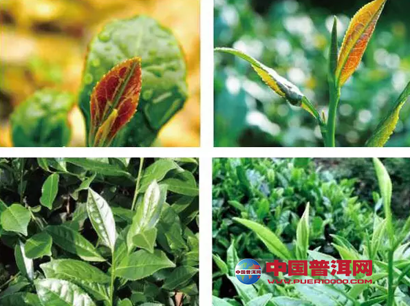 <u><a href='http://www.puer10000.com/puerzhishi/32854.html' target='_blank'>普洱<u><a href='http://www.puer10000.com/puerzhishi/100997.html' target='_blank'>茶</a></u></a></u>