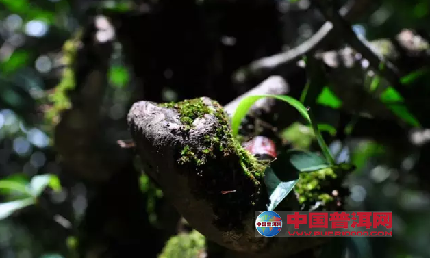 普洱茶