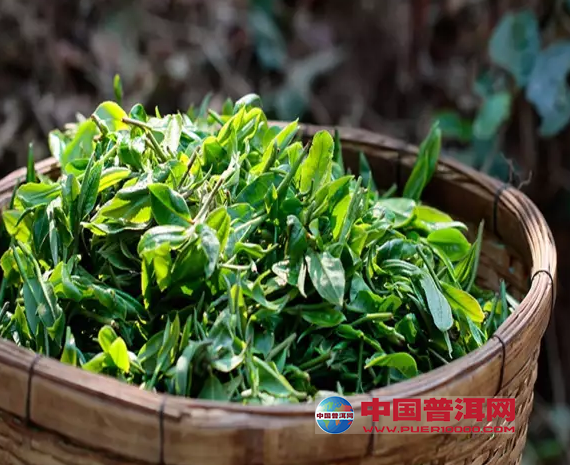 <u><a href='http://www.puer10000.com/puerzhishi/32854.html' target='_blank'>ն<u><a href='http://www.puer10000.com/puerzhishi/100997.html' target='_blank'></a></u></a></u>