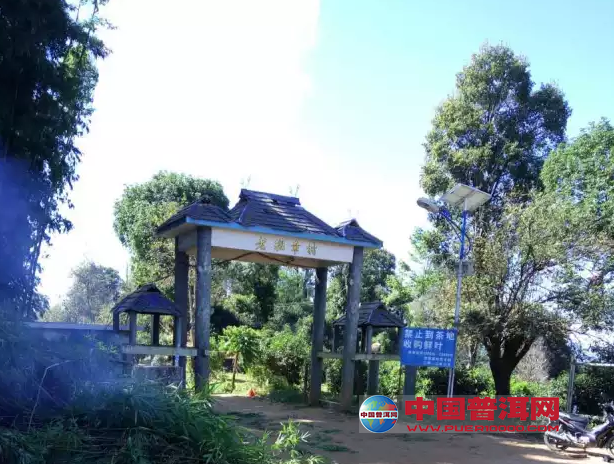 普洱茶