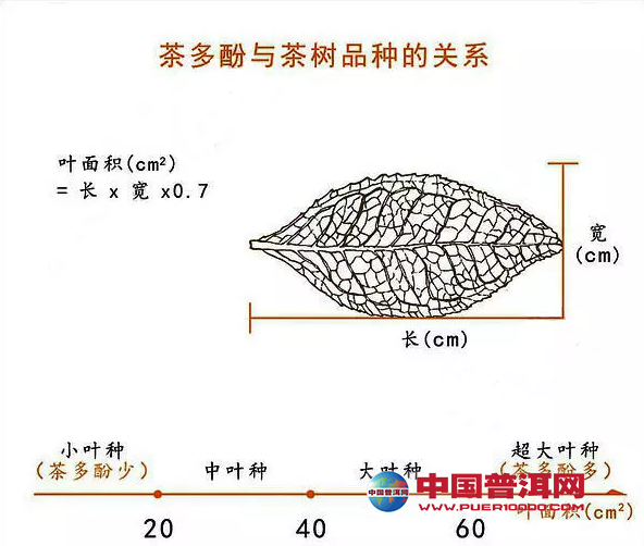 普洱茶
