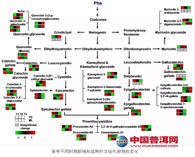 普洱茶