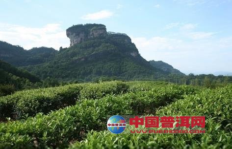 普洱茶