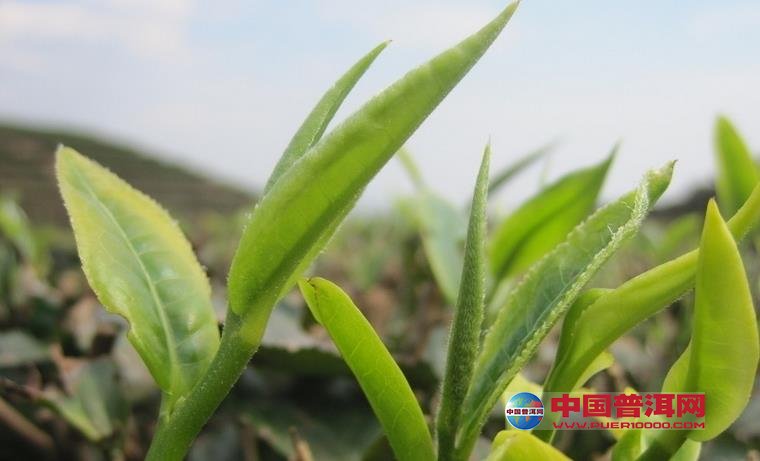 普洱茶
