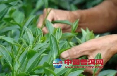 茶叶采摘技术